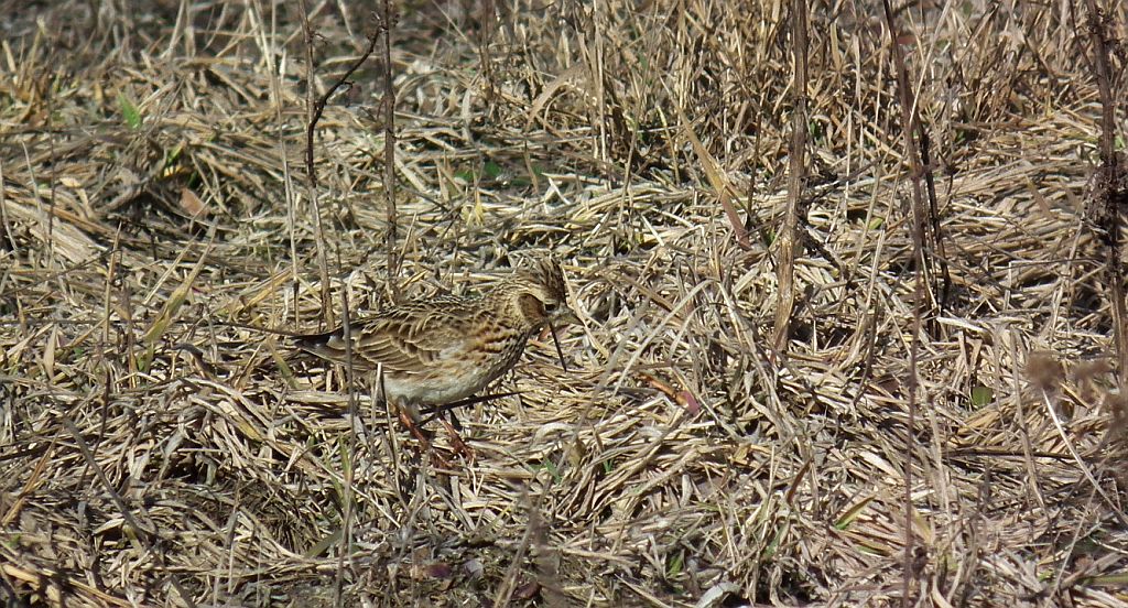 Skowronek zwyczajny, skowronek polny, skowronek, rolak (Alauda arvensis)