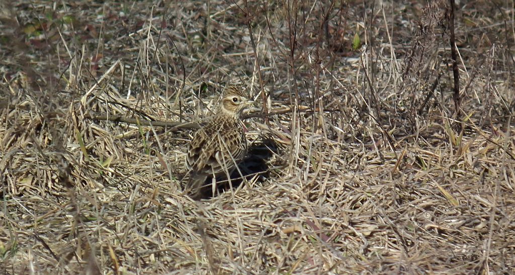 Skowronek zwyczajny, skowronek polny, skowronek, rolak (Alauda arvensis)