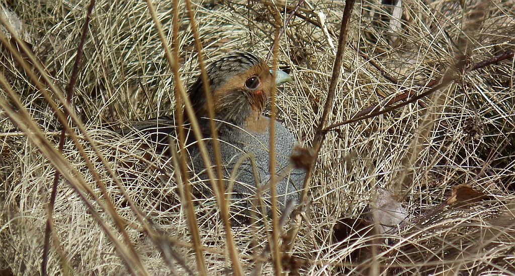 Kuropatwa (Perdix perdix)
