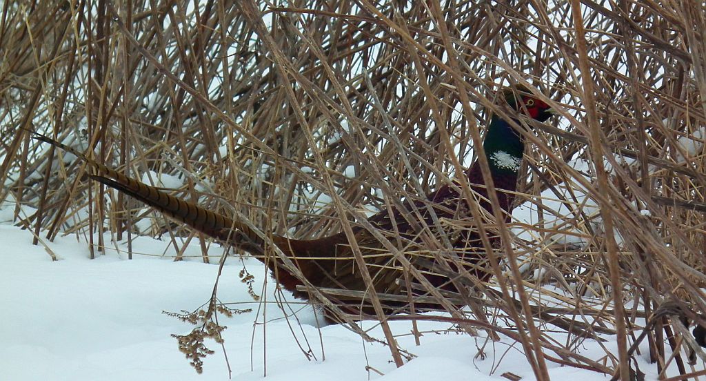 Bażant, bażant szlachetny, bażant zwyczajny (Phasianus colchicus)