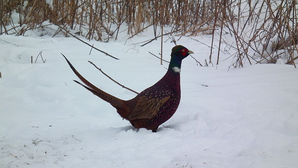 Bażant, bażant szlachetny, bażant zwyczajny (Phasianus colchicus)