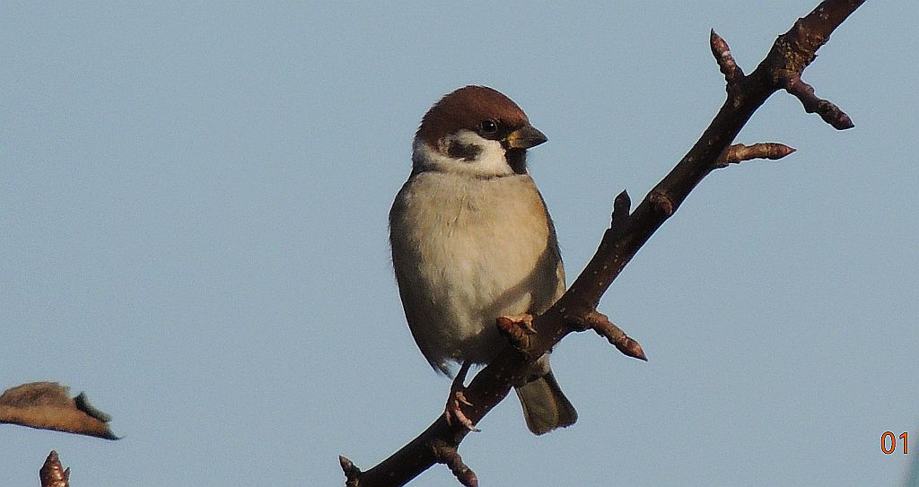 Mazurek, wróbel mazurek, wróbel polny (Passer montanus)