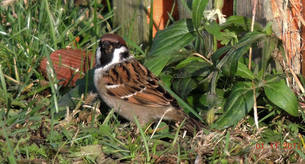 Mazurek, wróbel mazurek, wróbel polny (Passer montanus)