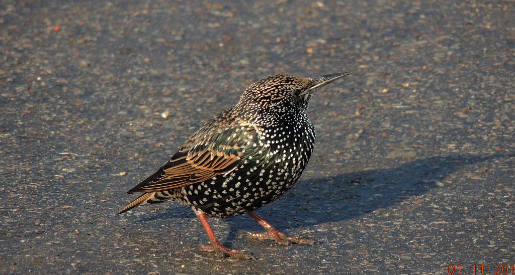 Szpak zwyczajny, szpak pospolity, szpak (Sturnus vulgaris)
