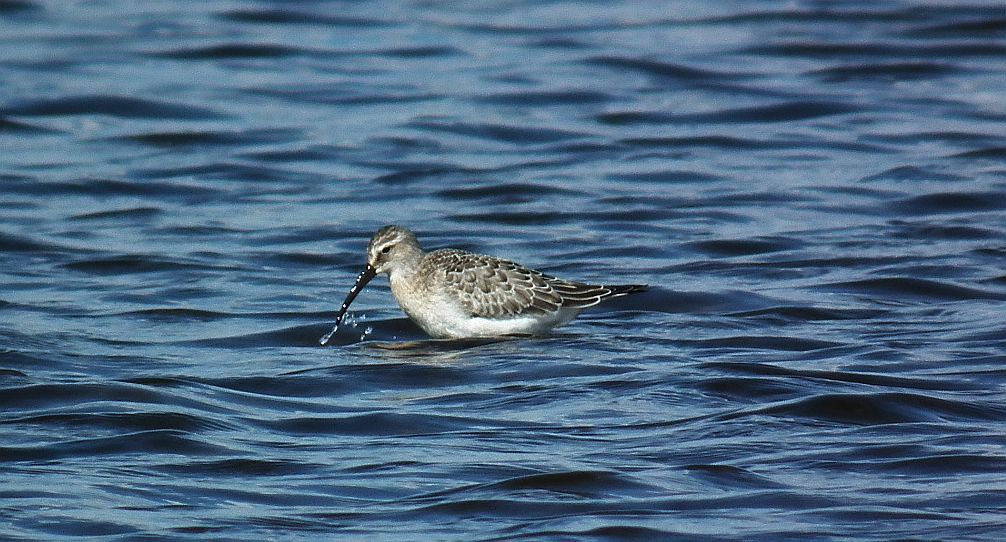 Biegus krzywodzioby (Calidris ferruginea)