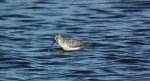 Biegus krzywodzioby (Calidris ferruginea)