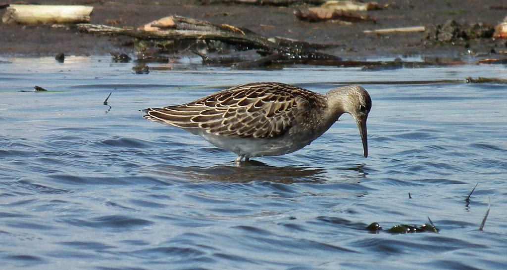 Batalion, bojownik batalion, bojownik zmienny, biegus bojownik, bojownik odmienny (Philomachus pugnax)