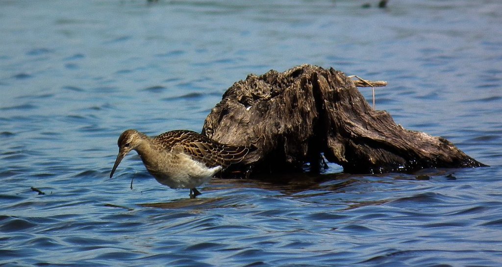 Batalion, bojownik batalion, bojownik zmienny, biegus bojownik, bojownik odmienny (Philomachus pugnax)