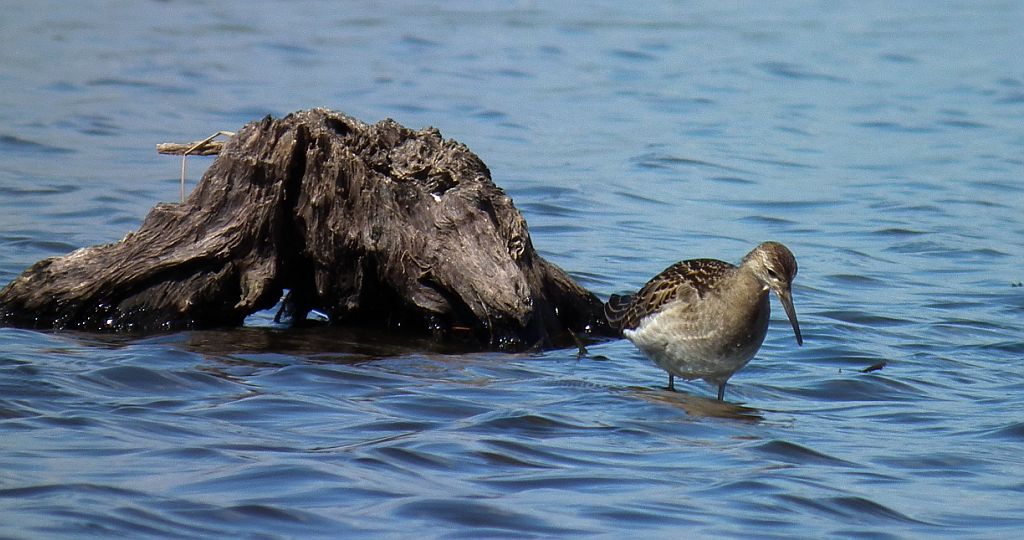 Batalion, bojownik batalion, bojownik zmienny, biegus bojownik, bojownik odmienny (Philomachus pugnax)