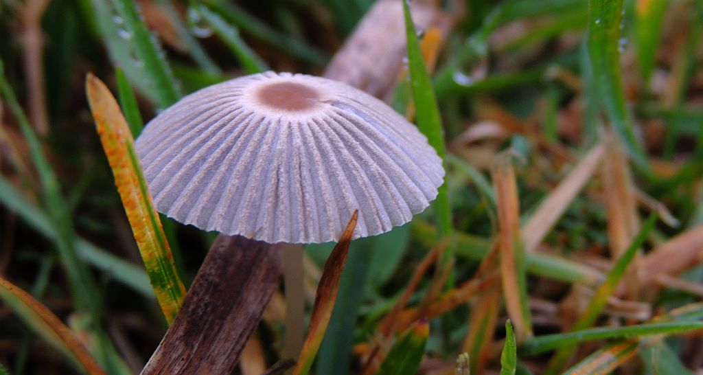 Czernidłak cieniolubny (Parasola leiocephala)