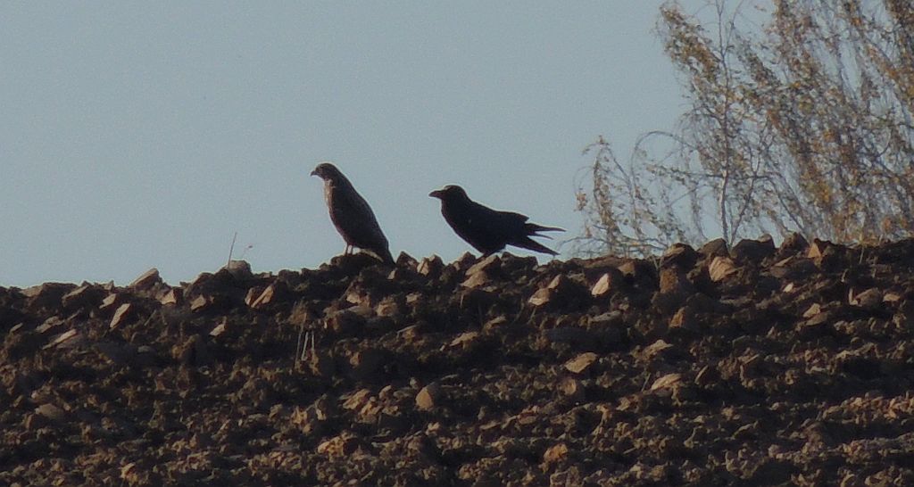 Myszołów zwyczajny (Buteo buteo) i kruk (Corvus corax)