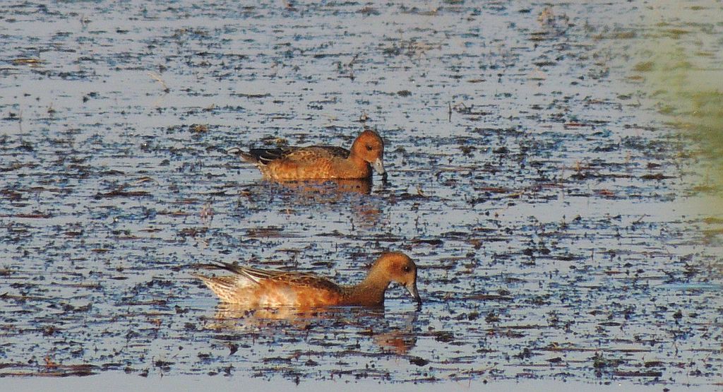 Świstun (Anas penelope)