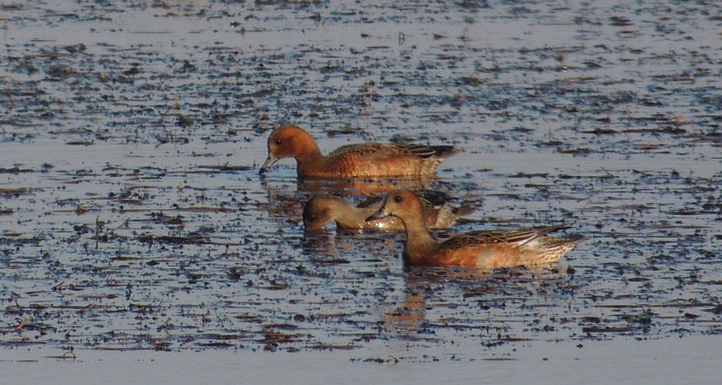 Świstun (Anas penelope)