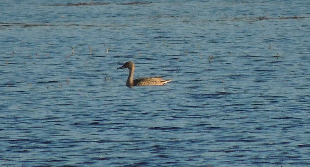 Rożeniec zwyczajny (Anas acuta)