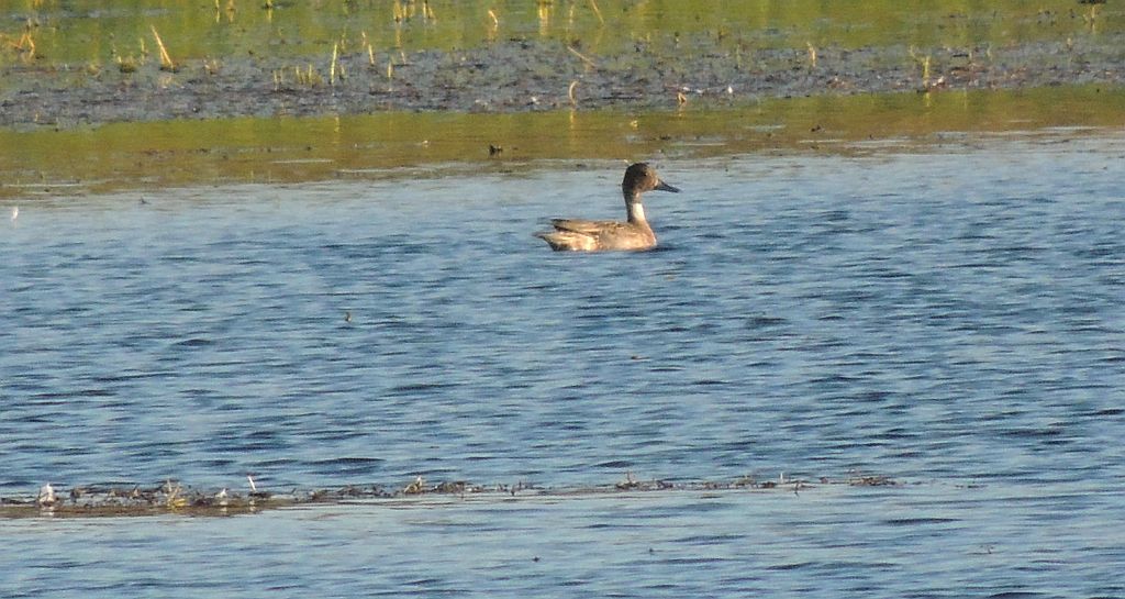 Rożeniec zwyczajny (Anas acuta)