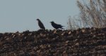 Myszołów zwyczajny (Buteo buteo) i kruk (Corvus corax)