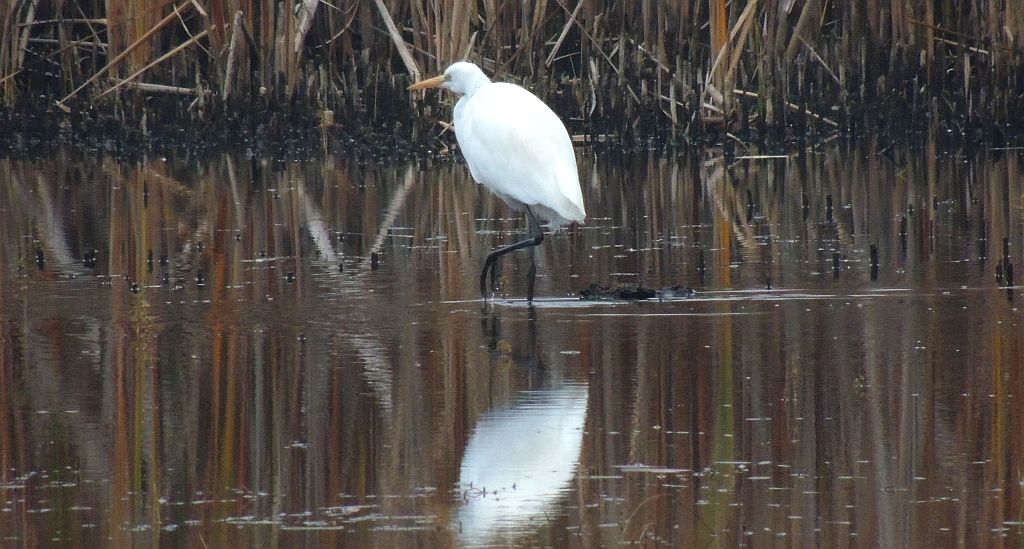 Czapla biała (Ardea alba)