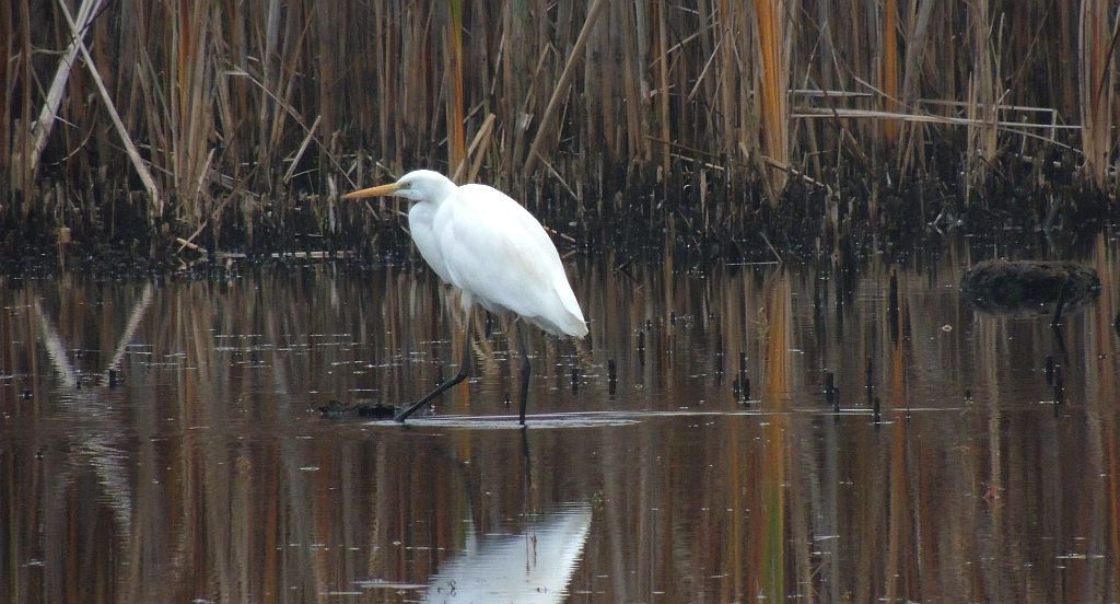 Czapla biała (Ardea alba)