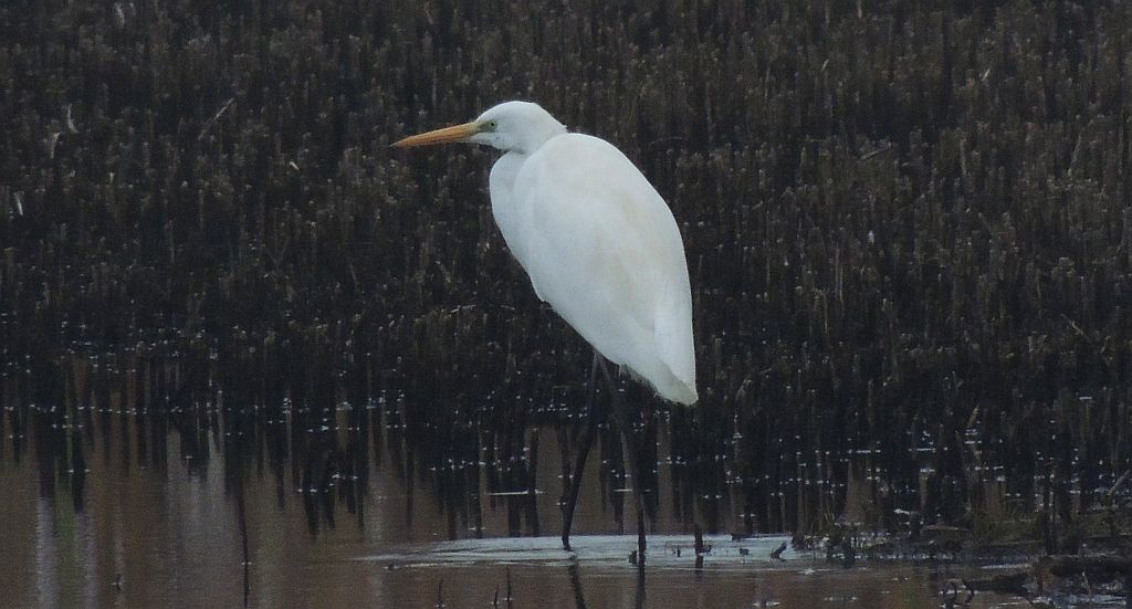 Czapla biała (Ardea alba)