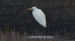 Czapla biała (Ardea alba)