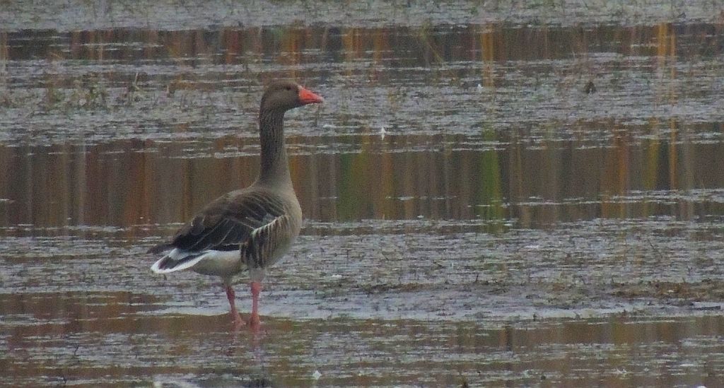 Gęś gęgawa, gęgawa (Anser anser)