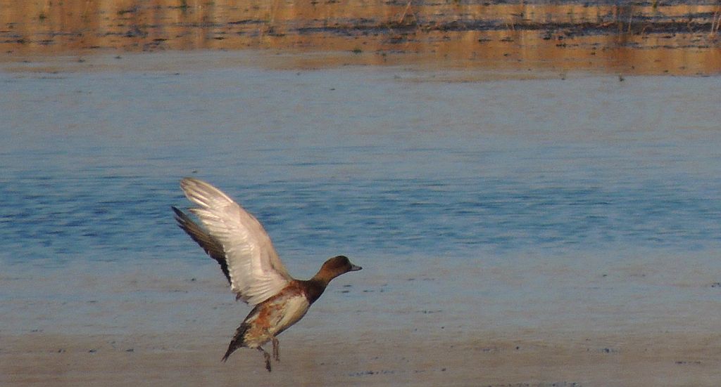 Świstun (Anas penelope)