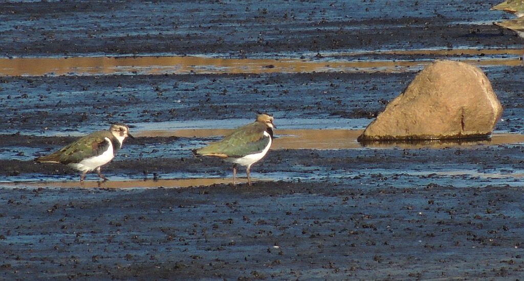 Czajka zwyczajna, czajka, czajka pospolita (Vanellus vanellus)