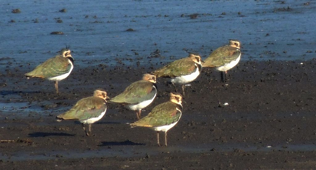 Czajka zwyczajna, czajka, czajka pospolita (Vanellus vanellus)