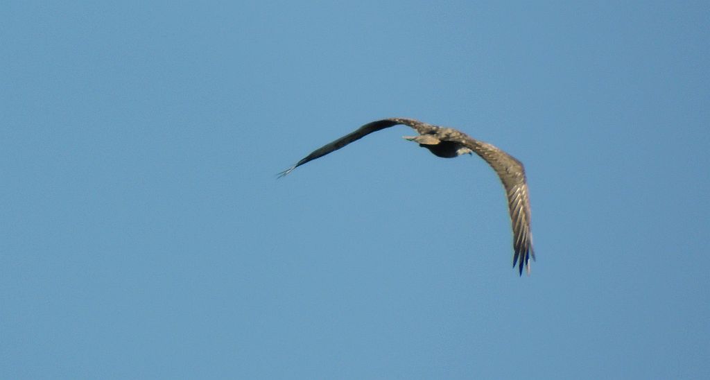 Rybołów (Pandion haliaetus)