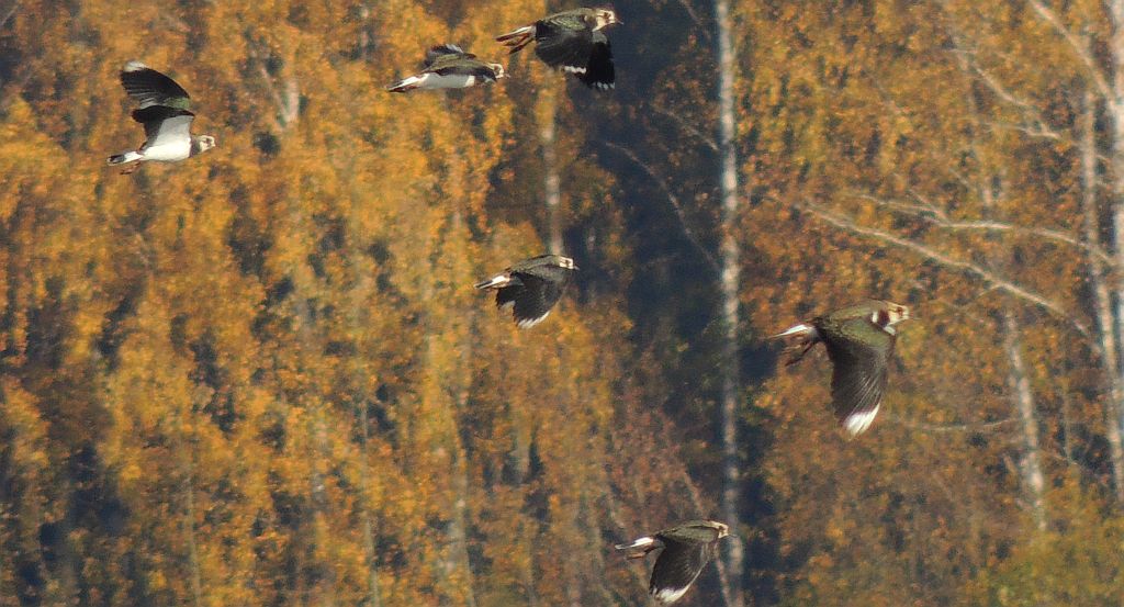 Czajka zwyczajna, czajka, czajka pospolita (Vanellus vanellus)