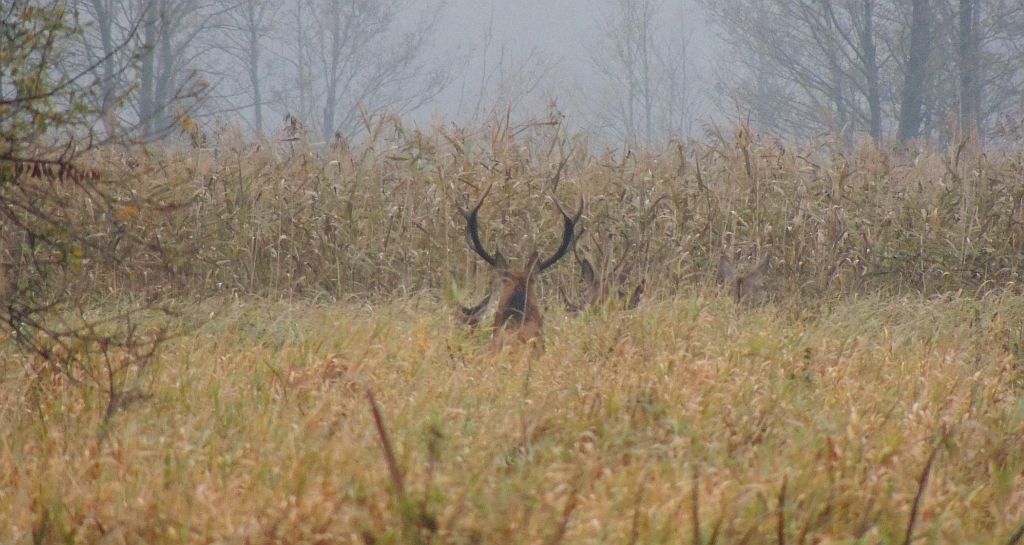 Jeleń szlachetny, jeleń (Cervus elaphus)