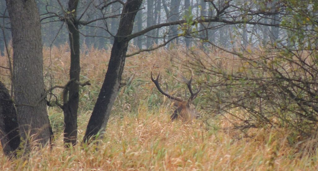 Jeleń szlachetny, jeleń (Cervus elaphus)