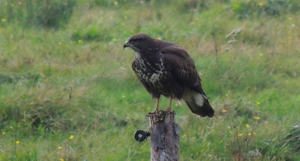 Myszołów zwyczajny (Buteo buteo)