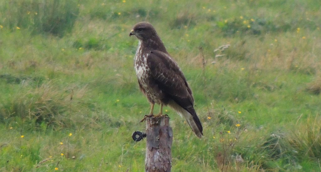 Myszołów zwyczajny (Buteo buteo)
