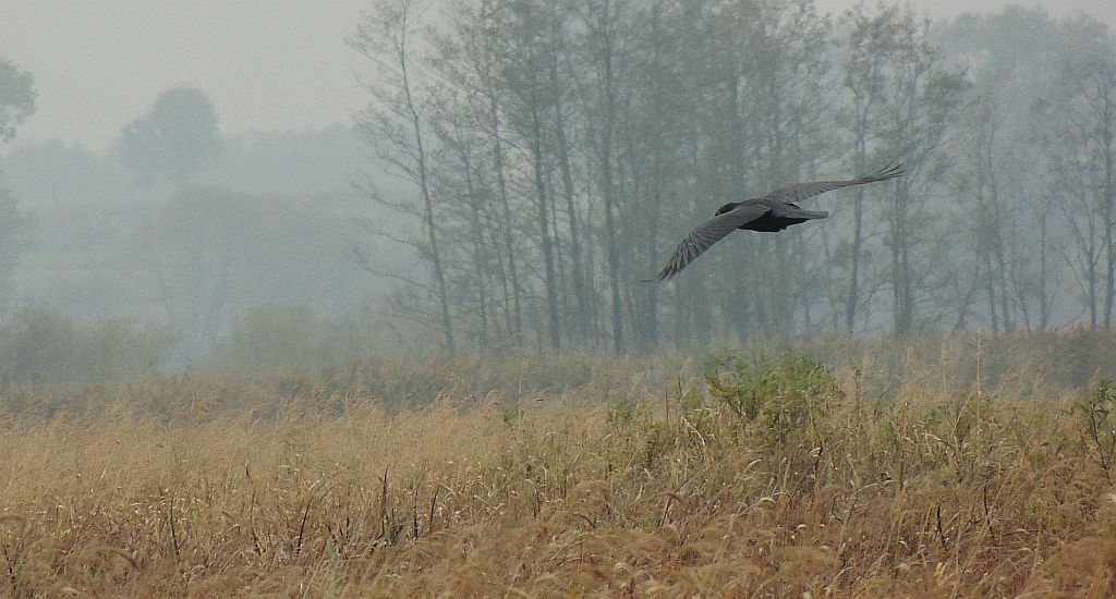 Kruk zwyczajny, kruk (Corvus corax)