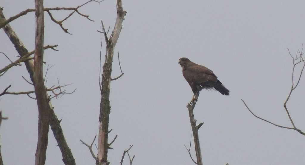 Myszołów zwyczajny (Buteo buteo)