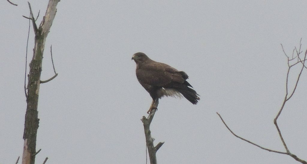 Myszołów zwyczajny (Buteo buteo)