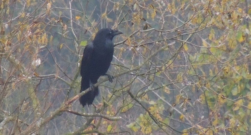 Kruk zwyczajny, kruk (Corvus corax)