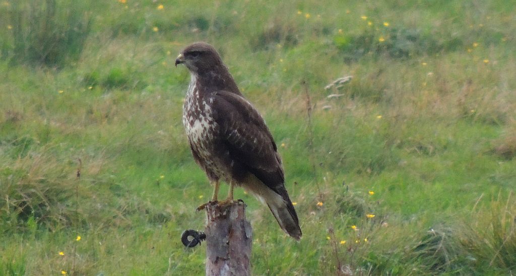 Myszołów zwyczajny (Buteo buteo)