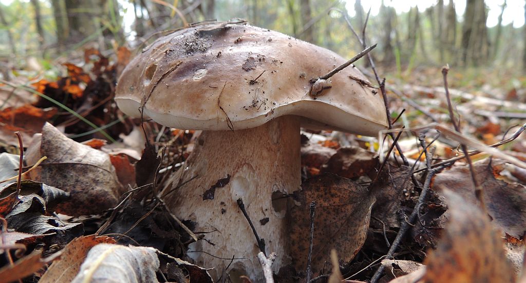 Borowik szlachetny (Boletus edulis Bull.)