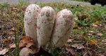 Czernidłak kołpakowaty (Coprinus comatus)