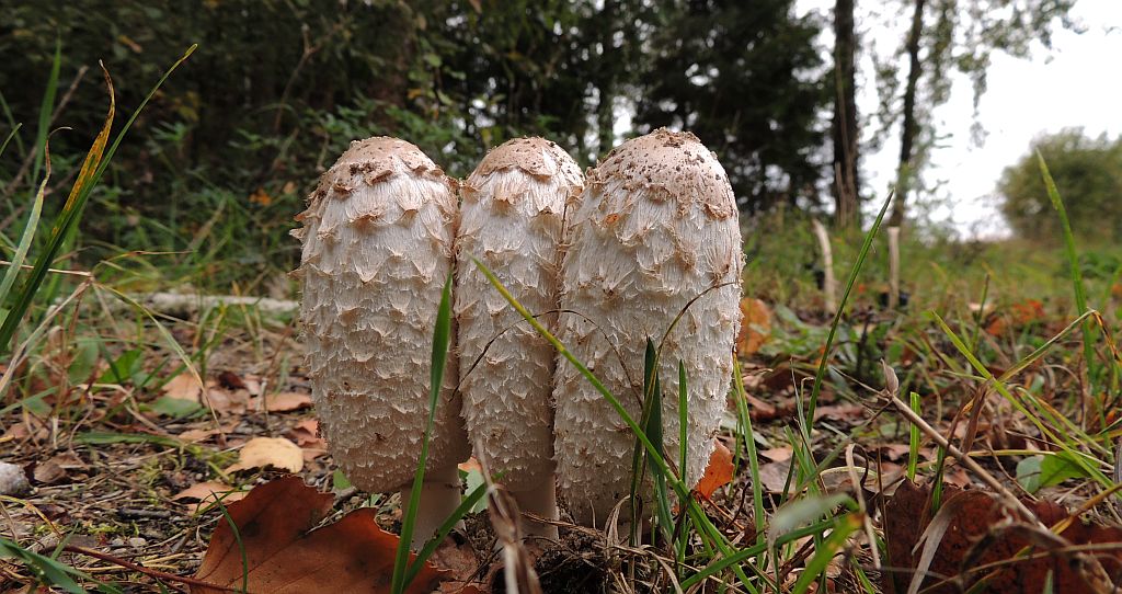 Czernidłak kołpakowaty (Coprinus comatus)