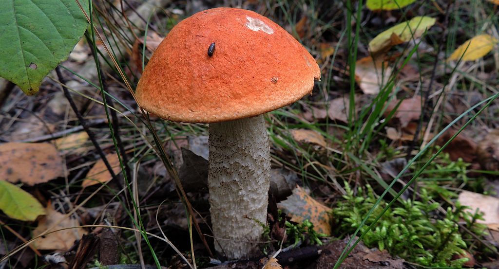 Koźlarz czerwony, czerwonogłówiec (Leccinum aurantiacum (Bull.) Gray)