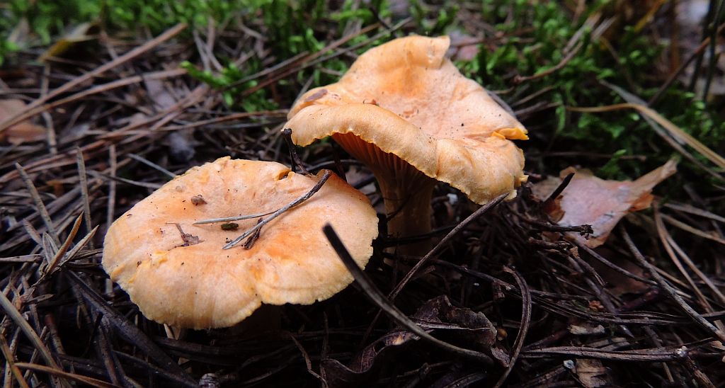 Pieprznik jadalny, kurka (Cantharellus cibarius Fr.)