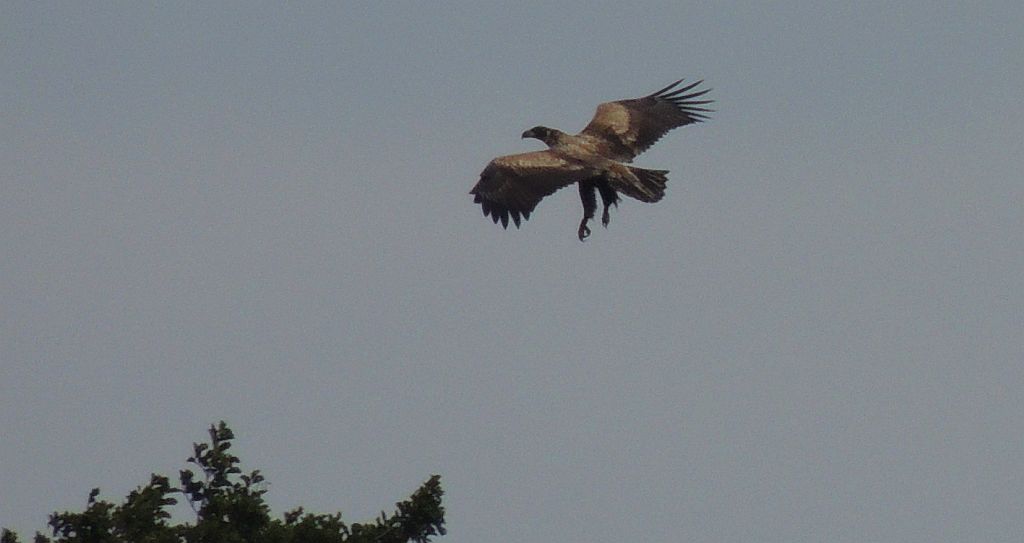 Bielik zwyczajny, bielik (Haliaeetus albicilla)