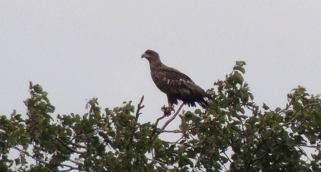 Bielik zwyczajny, bielik (Haliaeetus albicilla)