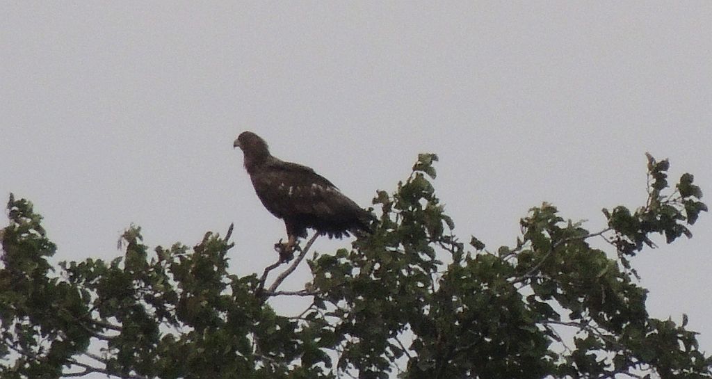 Bielik zwyczajny, bielik (Haliaeetus albicilla)