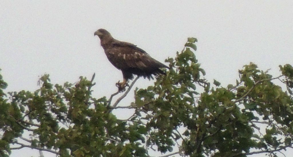 Bielik zwyczajny, bielik (Haliaeetus albicilla)