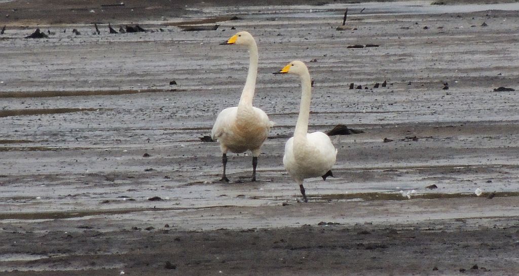 Łabędź krzykliwy (Cygnus cygnus)