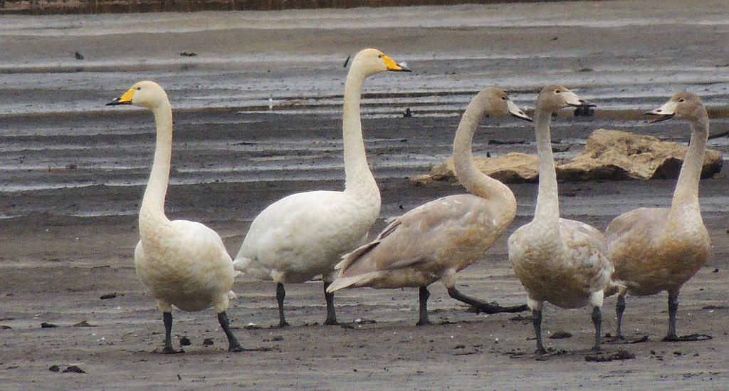 Łabędź krzykliwy (Cygnus cygnus)